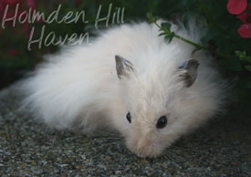 Powderpuff- Extreme Dilute Black Eyed Cream Black Longhaired